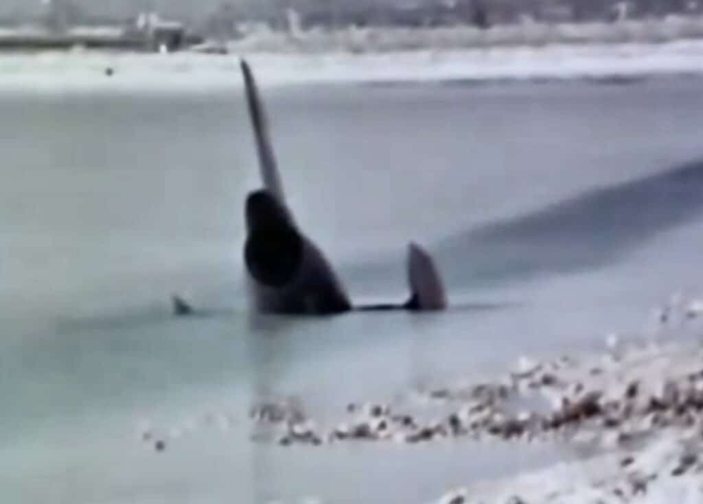 Partially submerged airplane with only the tail and part of the fuselage visible in shallow water near a sandy beach.